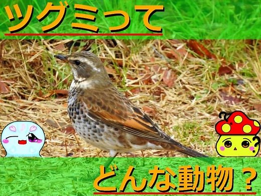 ツグミの生態を解説！似た鳥との見分け方や名前の由来についてなど詳しく紹介！ | 生き物ネット