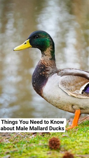 Things You Need to Know About Male Mallard Ducks| Wild Nature Water Birds of North America