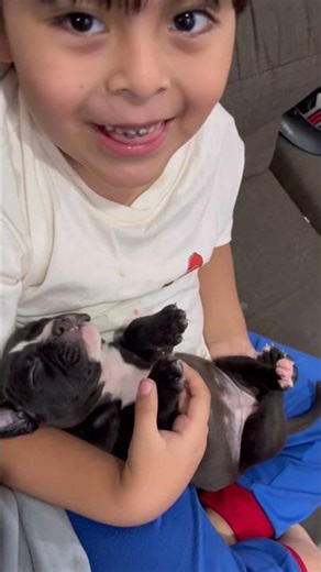 We adopted a puppy #cutedogs #americanbully #pitbull #dogs
