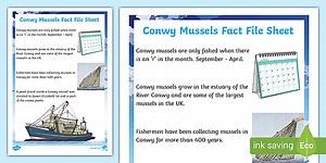 Conwy Mussels Fact File