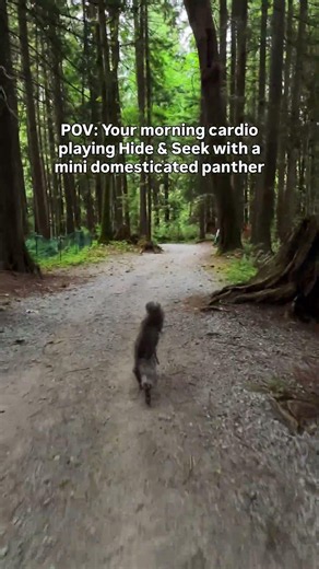 Morning cardio looks a little different with a Maine Coon 😹 #catshorts #mainecoon #adventurecat