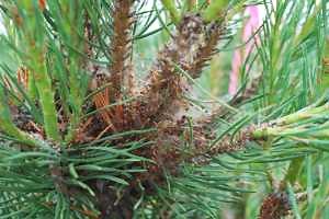 Pine false webworms are active in Scots pine
