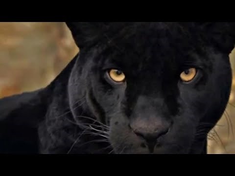 Black Panther: A feline without spots - WILD ANIMALS | Living Nature