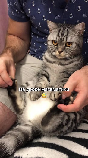 Тоша (@tosha.cat)’s videos with оригинальный звук - amboossad