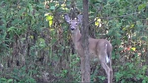 Gage County Sheriff’s Office talks deer/vehicle collisions, ahead of peak rut - Southeast NCN