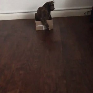 95K views · 2.7K reactions | Eyes on the ball till the last moment! Check out that purrfect shot by Meowwn Ali (or Cat Sciver? Or Geoffrey Boycat?) You decide the name! (via: @CMRLee/Twitter) | ESPNcricinfo | Facebook