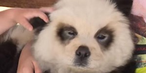 Man who dyed a chow chow black and white to look like a panda is being investigated by police
