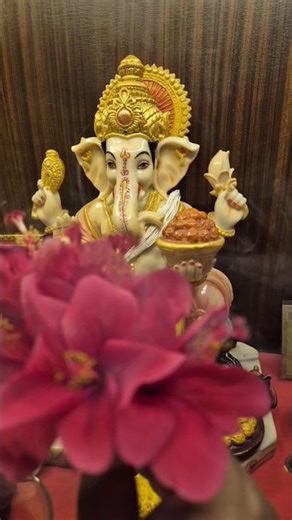 terrace Garden Gudhal k phool #terracegarden #gardening #gudhal