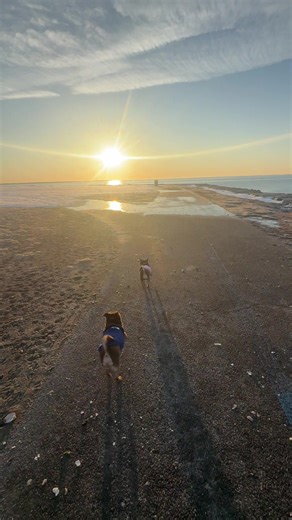 Pawfect Couple (@coco_loves_ice)’s videos with original sound - Daniel Hanson