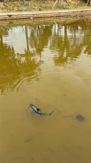 remote control fish 🐟#viral#shorts