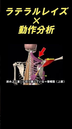 ラテラルレイズ（三角筋）×動作分析　#カラダ研究所 #姿勢 #柔軟性 #マッサージ #ストレッチ #筋トレ #筋肉 #肩こり #セラピスト