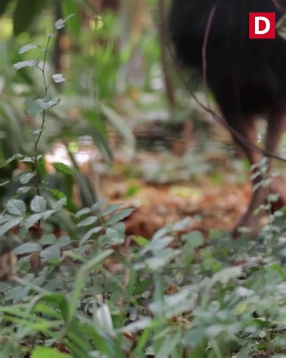 22K views · 288 reactions | ✨ A baby cassowary has hatched at Paignton Zoo – the first since 2004 and the only one in Europe this year! This rare little chick is being raised by his devoted dad, Madrid, who never leaves his side. Visitors say he looks just like a “baby dinosaur” 練 | Devon Live | Facebook