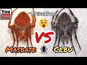 MASBATE vs CEBU.. Ang Tapang na Gagamba! Mga Gagamba from idol Kadagit. Spider Fight.