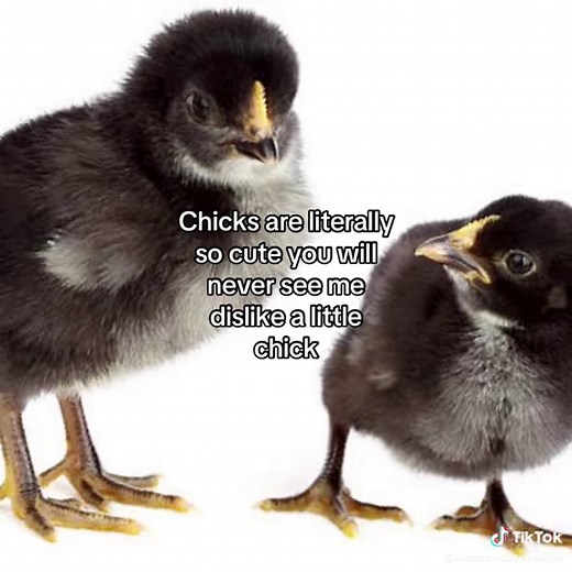 Cuteness of Adorable Baby Chicks You’ll Love