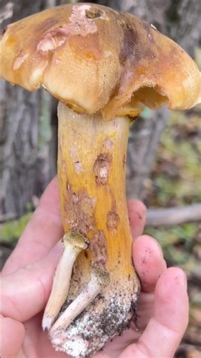 Опята-Монстры! Боропята!😁 #mushroom #грибочки #опята