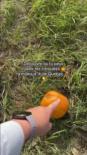 🎃Tu veux savoir où aller cueillir tes citrouilles à Québec?5 fermes à découvrir.Écris «citrouille»