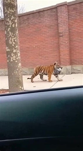 This Horn Sound Completely Confused a Tiger Cub 🐯 #Cubs | Python & Data Science