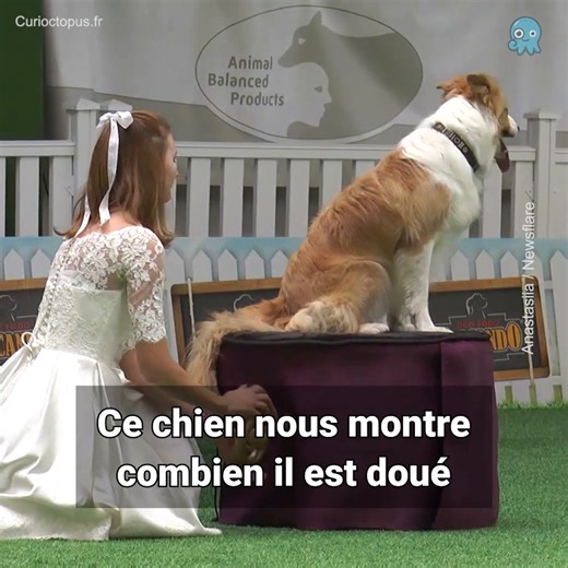 285K views · 5.7K reactions | Une jeune femme et son chien sont un duo de danseurs incroyables ! 朗 Credit: Newsflare | Curioctopus.fr | Facebook