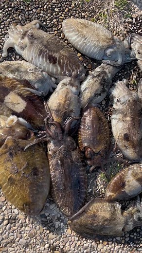 Eging game #eging #egingfishing #egingmania #eginggame #egingworld #neiperte #perte