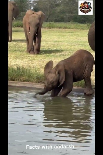 Baby Elephant playing with its trunk # facts