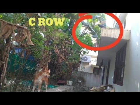 Dogs chasing crow🐕🦮#chasing#crowvideos #dogandcrow #doglife #dogs#crow#funny