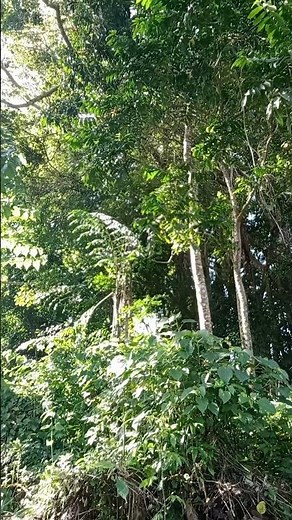Relaxing Indonesian Cicada Sounds 🌿 Tropical Forest Ambience__Tropical Nature Sounds__ #naturesounds