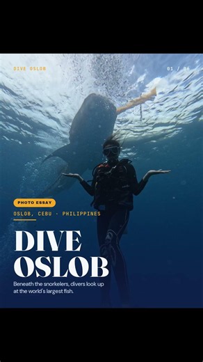 Sumilon Island and the whale sharks of Oslob, Cebu