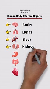 Human body internal organs! #english #learnenglish #grammar #vocabulary #body | English with sch
