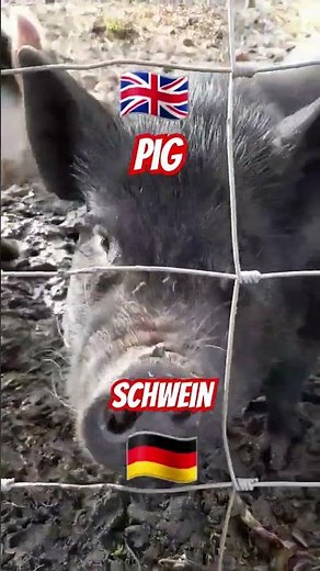🐷 Pig 🐷 Schwein Learn English and German #learngerman #englischlernen