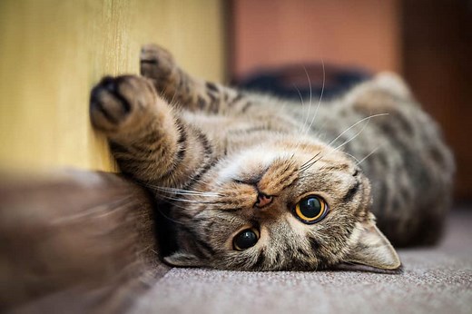 Cluster Seizures in Cats: Causes and How to Treat It)
