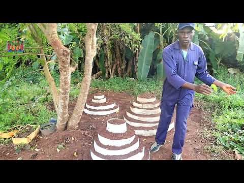 How to Grow seed yams from yam leaves (Yam vines-cuttings) Shortcuts!