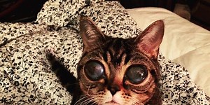 Matilda the alien cat is taking the internet by storm