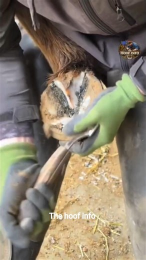 ONE HOOF TRIM changed EVERYTHING 🐎Listen to that clean trim 😌