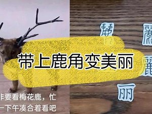 “丽”从字形知其意，美丽的鹿角#科普 #传统文化 #汉字 #甲骨文 @抖音小助手 @🌻🌻我若安好 ☀便是晴天