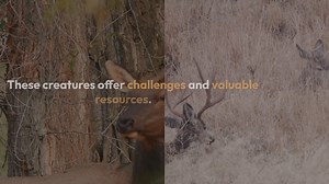 Guide to Legendary Animal Tracking