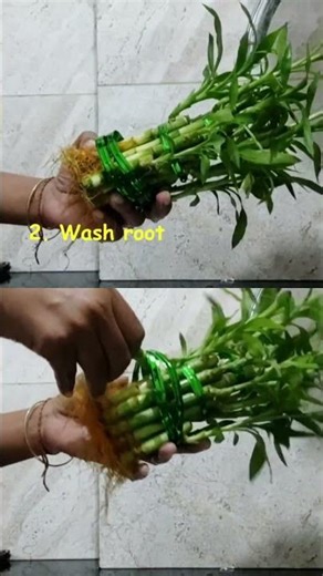 How to save dying bamboo plant? #viralvideo #viralreels #bambooplant #varshaapawale