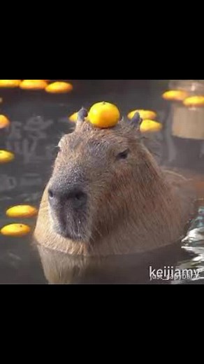Randomcapybara1 on TikTok
