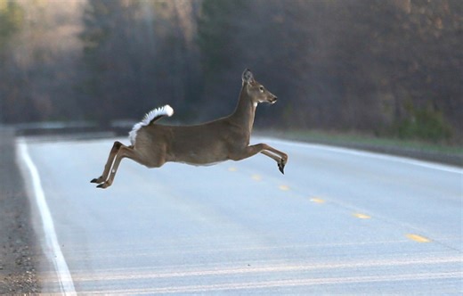 Over 100 white-tailed deer were lured to their death: Here’s what killed them
