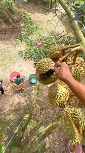 2.7M views · 10K reactions | Durian chips fry #reels | Rayhan Hassan | Facebook