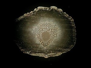 Water has memory II - Prof. Bernd Kroeplin Water research Germany