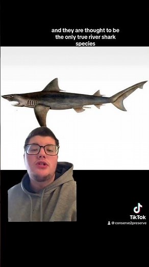 The Ganges River Shark #endangeredspecies #sharks #gangesriver #wildlife