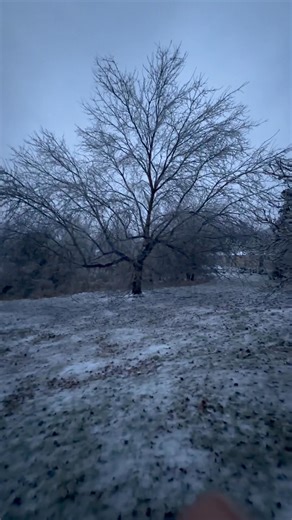 Trees popping like 1994 | Timothy Thompson