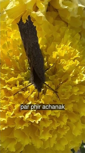 Butterfly on Flower 🦋 | Beautiful Nature Moment | Relaxing Nature Video