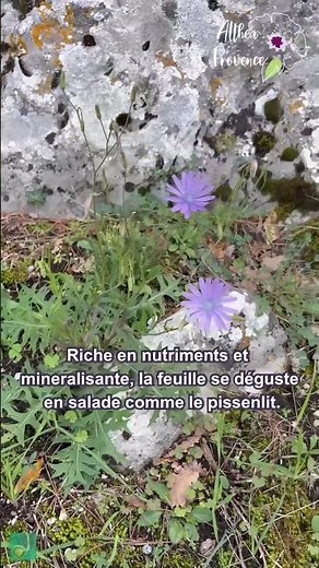 La chicorée sauvage, un super-aliment 🌸