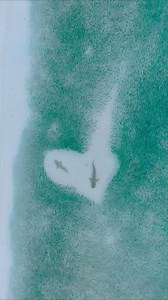 Shoal mates 🦈 💙 #Sharks #Wildlife #Shorts #Maldives