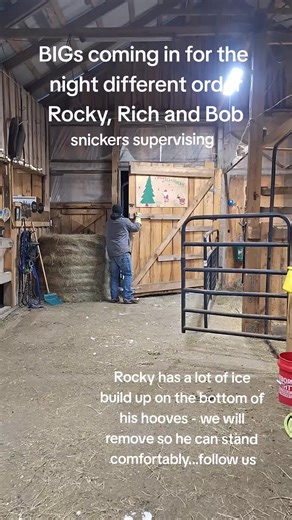 Hoof Care for Rocky: Removing Ice Build-up | Barn Life