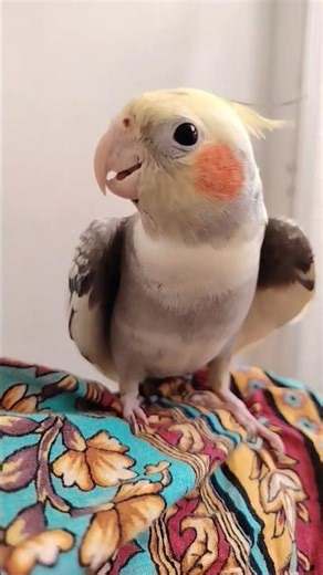 Candy’s singing = pure cuteness overload ✨🐥😊 #cockatielscraze