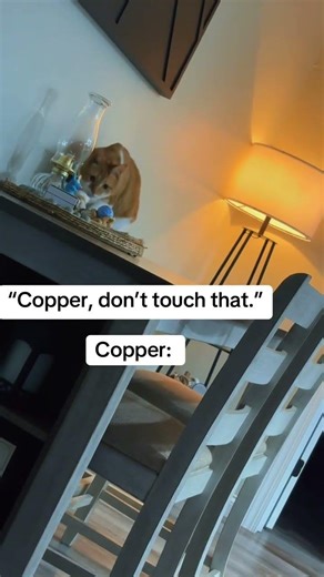 @astoldbykeely: Felt like the Finding Nemo scene “Don’t touch the boat!” 😂 #cat #catlover #kitty