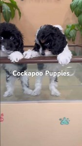 Meet the Cockapoo – the ultimate blend of intelligence, charm, and cuddle-worthy cuteness!