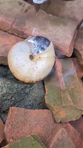 Watch the pouring of lead water into a conch shell